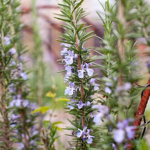 Little Veggie Patch CoLittle Veggie Patch Co - ROSEMARY 'ROSY' HEIRLOOM SEEDS same day gift delivery melbourne