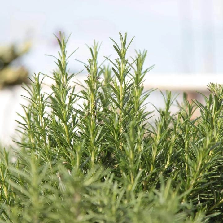Little Veggie Patch CoLittle Veggie Patch Co - ROSEMARY 'ROSY' HEIRLOOM SEEDS same day gift delivery melbourne