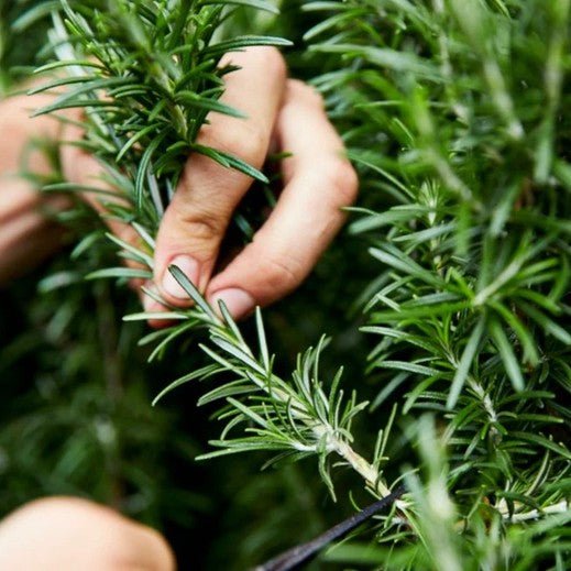 Little Veggie Patch CoLittle Veggie Patch Co - ROSEMARY 'ROSY' HEIRLOOM SEEDS same day gift delivery melbourne