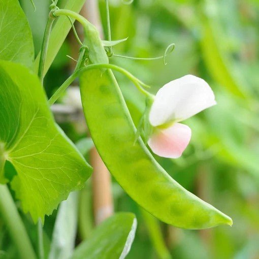 Little Veggie Patch Co - SNOW PEA ' OREGON' HEIRLOOM SEEDS