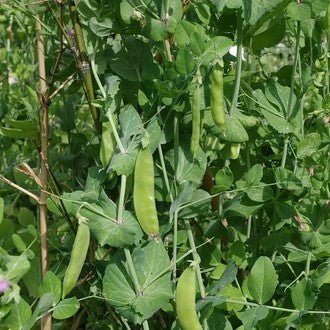 Little Veggie Patch CoLittle Veggie Patch Co - SNOW PEA ' OREGON' HEIRLOOM SEEDS #same day gift delivery melbourne#