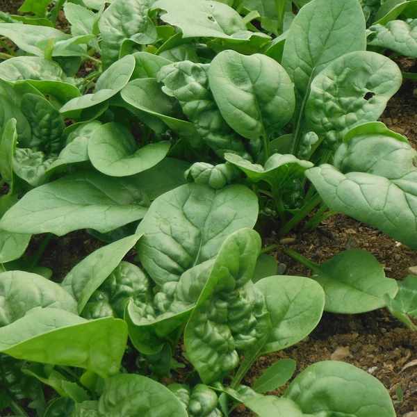 Little Veggie Patch Co - SPINACH 'BLOOMSDALE' HEIRLOOM SEEDS