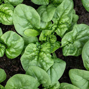 Little Veggie Patch Co - SPINACH 'BLOOMSDALE' HEIRLOOM SEEDS