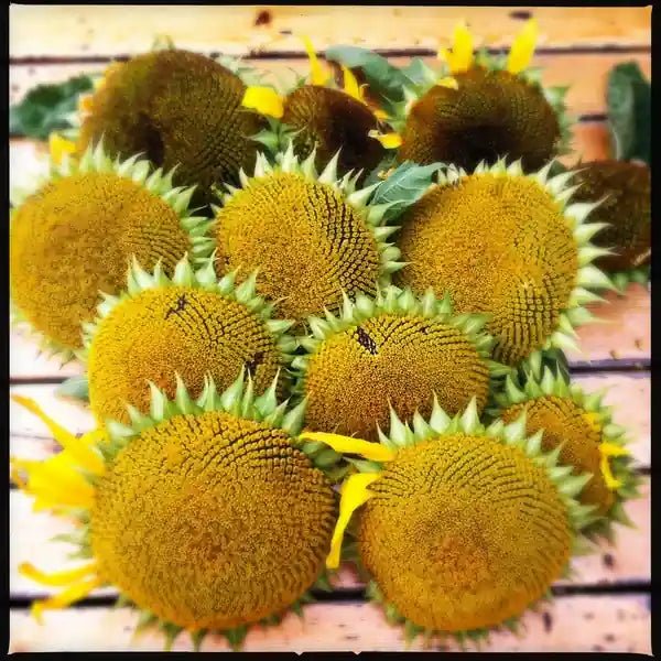 Little Veggie Patch CoLittle Veggie Patch Co - SUNFLOWER 'HI-SUN' HEIRLOOM SEEDS #same day gift delivery melbourne#