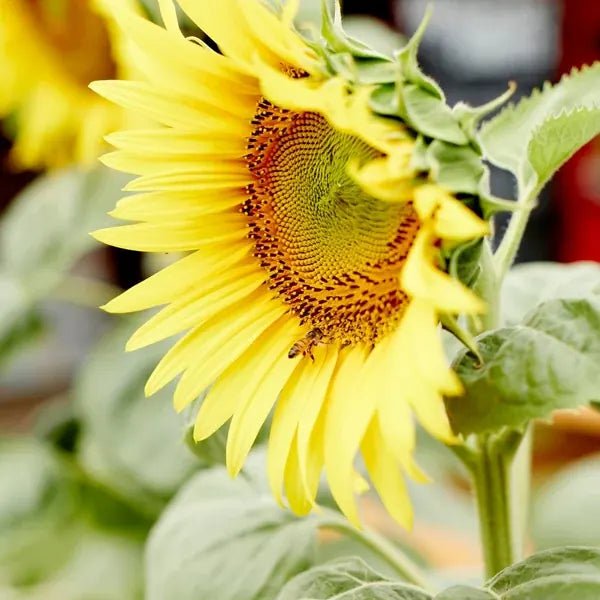 Little Veggie Patch Co - SUNFLOWER 'HI-SUN' HEIRLOOM SEEDS
