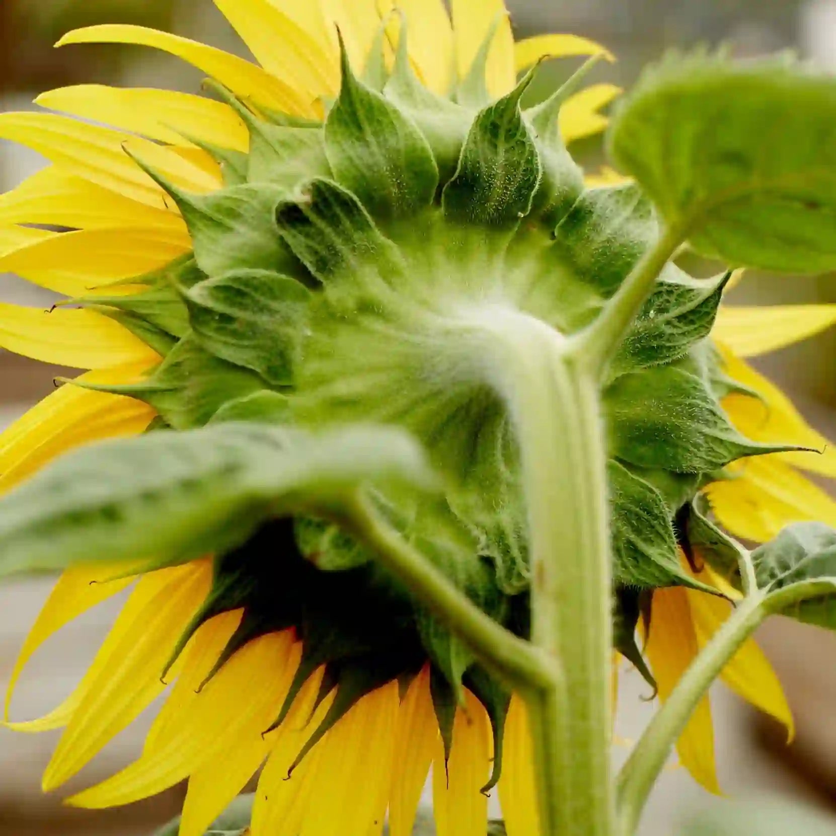 Little Veggie Patch Co - SUNFLOWER 'HI-SUN' HEIRLOOM SEEDS