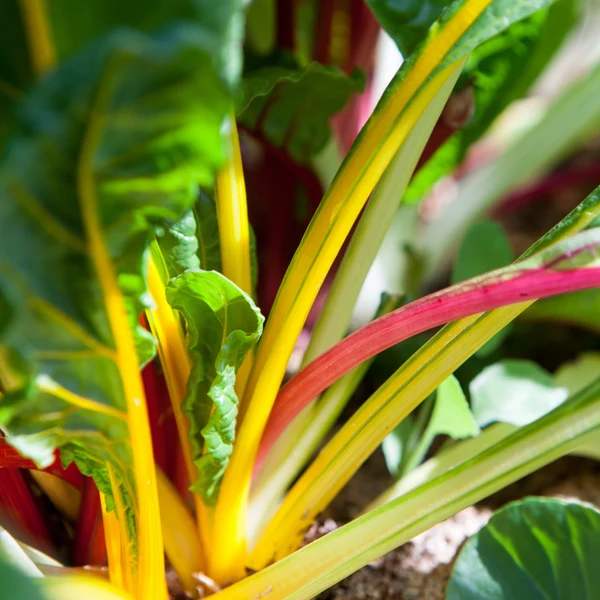 Little Veggie Patch Co - SWISS CHARD HEIRLOOM SEEDS