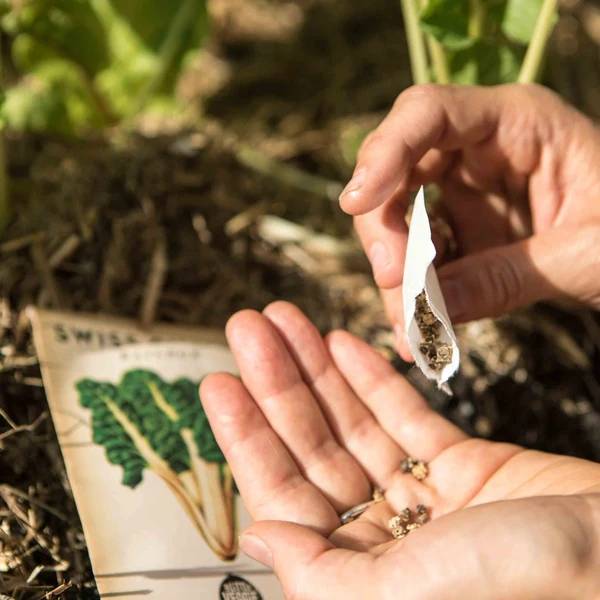 Little Veggie Patch CoLittle Veggie Patch Co - SWISS CHARD HEIRLOOM SEEDS #same day gift delivery melbourne#