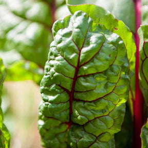 Little Veggie Patch Co - SWISS CHARD HEIRLOOM SEEDS