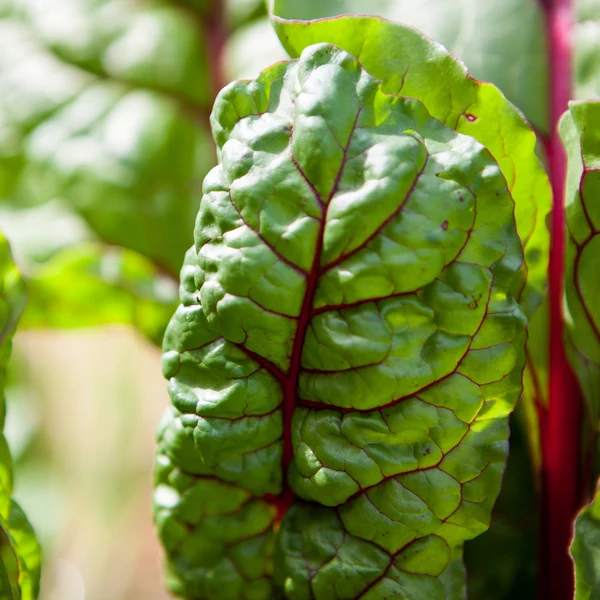Little Veggie Patch Co - SWISS CHARD HEIRLOOM SEEDS