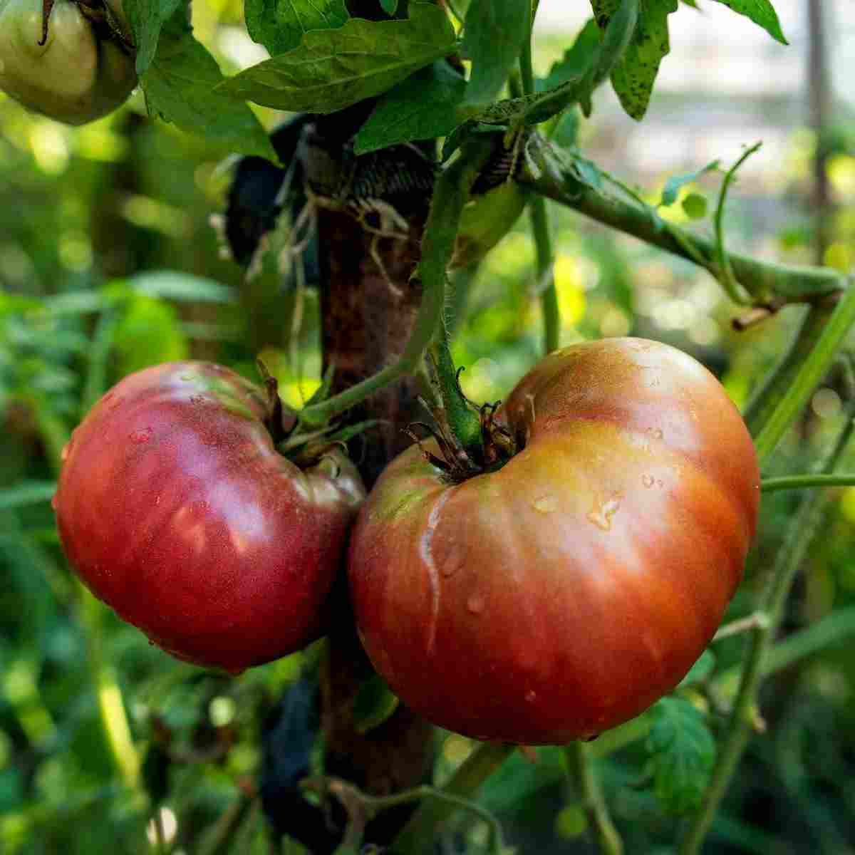 Little Veggie Patch CoLittle Veggie Patch Co - TOMATO 'BLACK RUSSIAN' HEIRLOOM SEEDS #same day gift delivery melbourne#