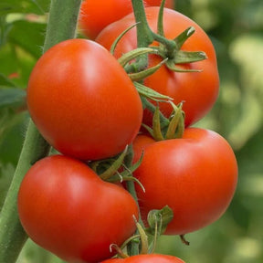 Little Veggie Patch Co - TOMATO 'BURNLEY SURECROP' HEIRLOOM SEEDS