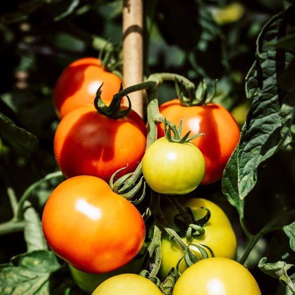 Little Veggie Patch CoLittle Veggie Patch Co - TOMATO 'BURNLEY SURECROP' HEIRLOOM SEEDS #same day gift delivery melbourne#