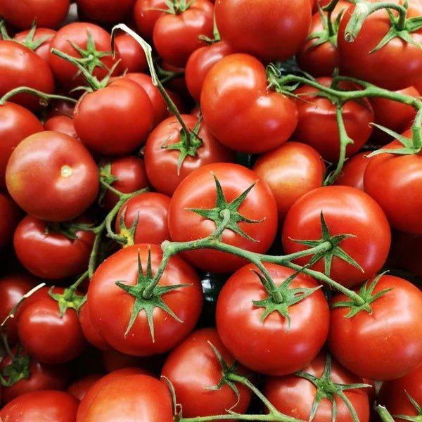 Little Veggie Patch Co - TOMATO 'BURNLEY SURECROP' HEIRLOOM SEEDS