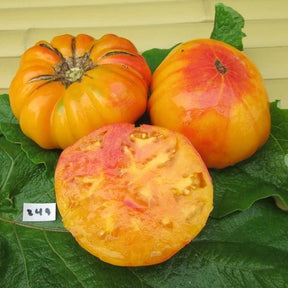 Little Veggie Patch Co - TOMATO "PINEAPPLE" HEIRLOOM SEEDS
