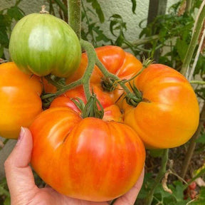 Little Veggie Patch Co - TOMATO "PINEAPPLE" HEIRLOOM SEEDS