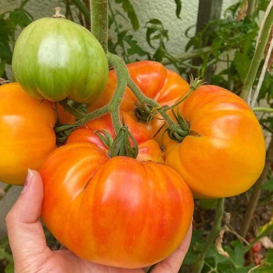Little Veggie Patch CoLittle Veggie Patch Co - TOMATO "PINEAPPLE" HEIRLOOM SEEDS #same day gift delivery melbourne#