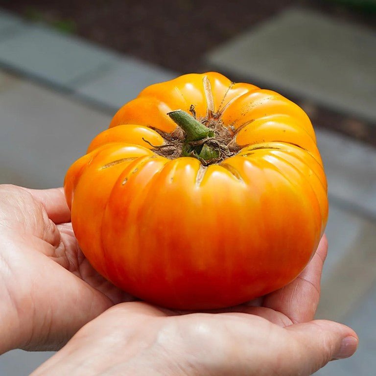 Little Veggie Patch Co - TOMATO "PINEAPPLE" HEIRLOOM SEEDS