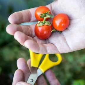 Little Veggie Patch Co - TOMATO 'TOMMY TOE' HEIRLOOM SEEDS