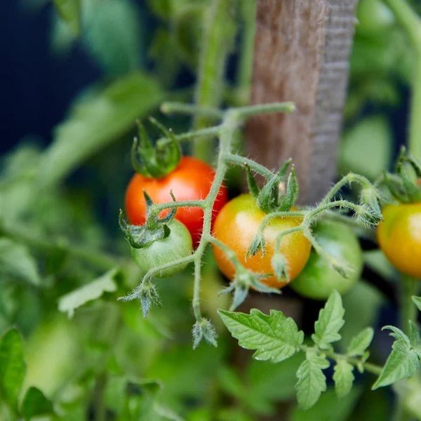 Little Veggie Patch CoLittle Veggie Patch Co - TOMATO 'TOMMY TOE' HEIRLOOM SEEDS #same day gift delivery melbourne#