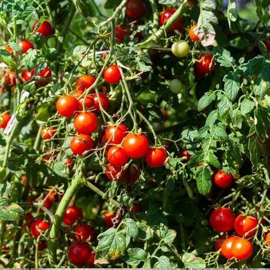 Little Veggie Patch Co - TOMATO 'TOMMY TOE' HEIRLOOM SEEDS