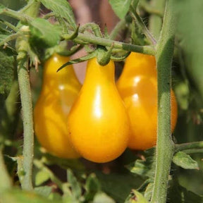 Little Veggie Patch Co - TOMATO 'YELLOW PEAR' HEIRLOOM SEEDS