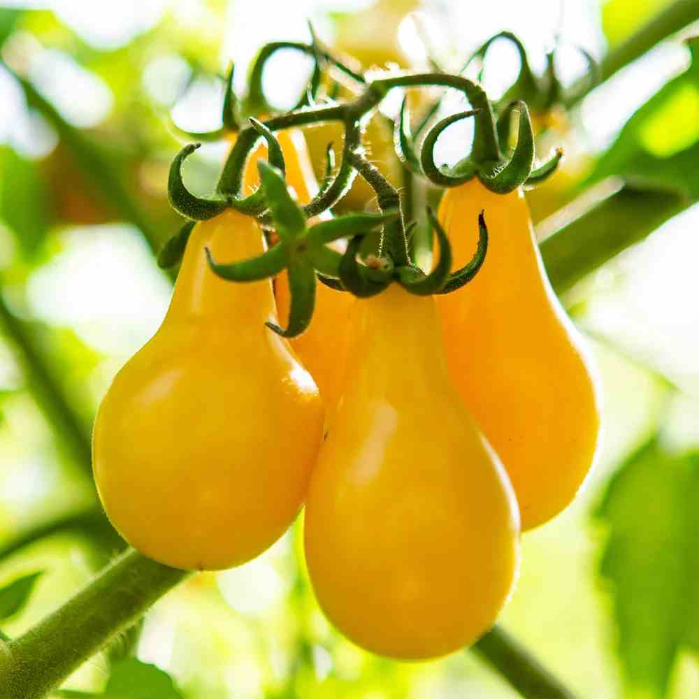 Little Veggie Patch CoLittle Veggie Patch Co - TOMATO 'YELLOW PEAR' HEIRLOOM SEEDS #same day gift delivery melbourne#