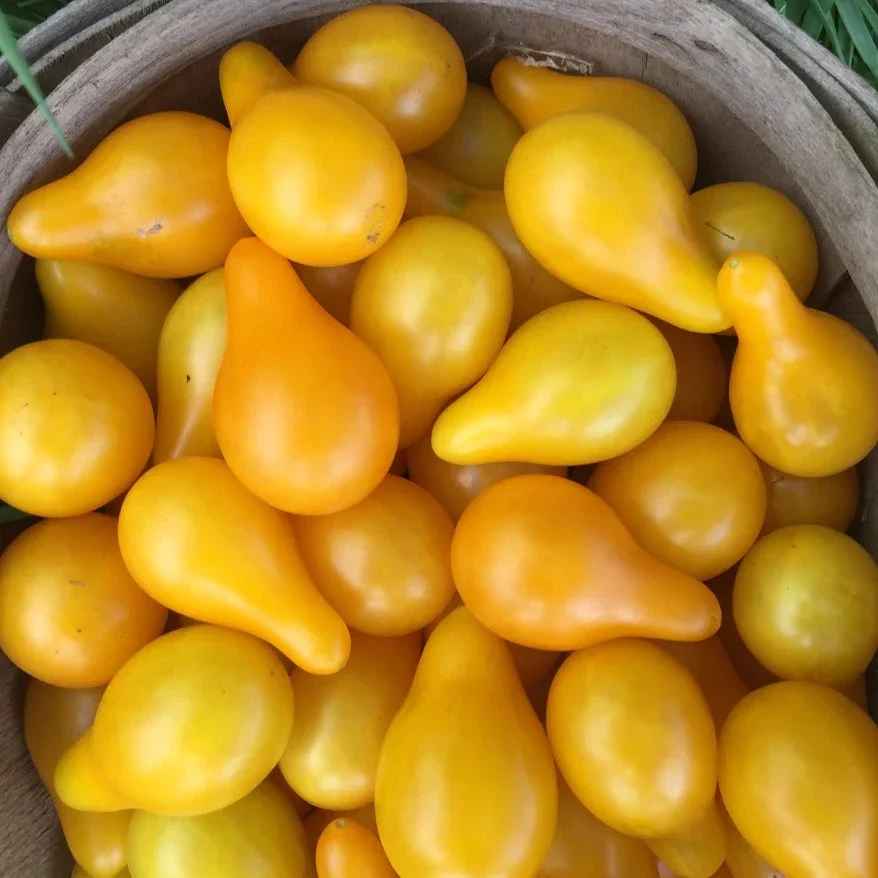 Little Veggie Patch Co - TOMATO 'YELLOW PEAR' HEIRLOOM SEEDS