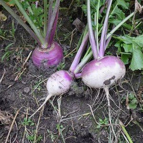 Little Veggie Patch Co - TURNIP 'PURPLE TOP' HEIRLOOM SEEDS