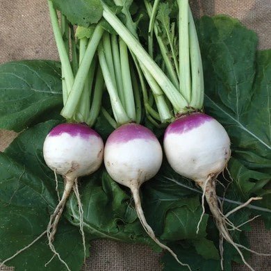 Little Veggie Patch CoLittle Veggie Patch Co - TURNIP 'PURPLE TOP' HEIRLOOM SEEDS #same day gift delivery melbourne#