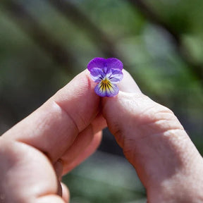 Little Veggie Patch Co - VIOLA "JOHNNY JUMP UP" HEIRLOOM SEEDS