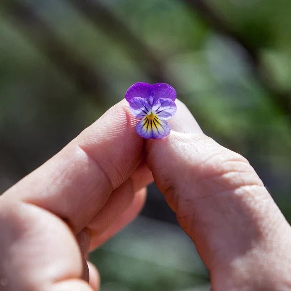 Little Veggie Patch Co - VIOLA "JOHNNY JUMP UP" HEIRLOOM SEEDS