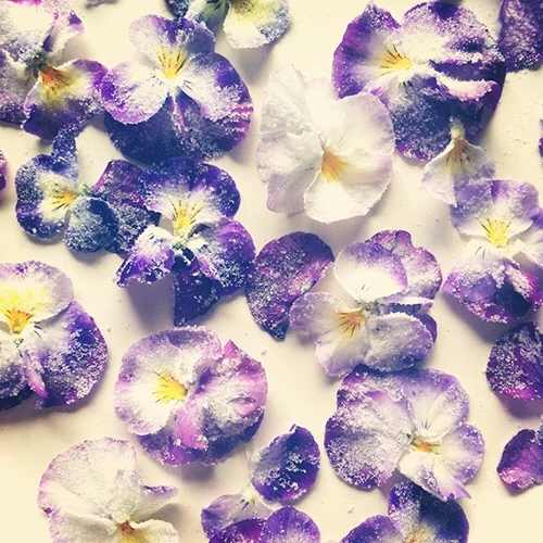 Little Veggie Patch CoLittle Veggie Patch Co - VIOLA "JOHNNY JUMP UP" HEIRLOOM SEEDS #same day gift delivery melbourne#