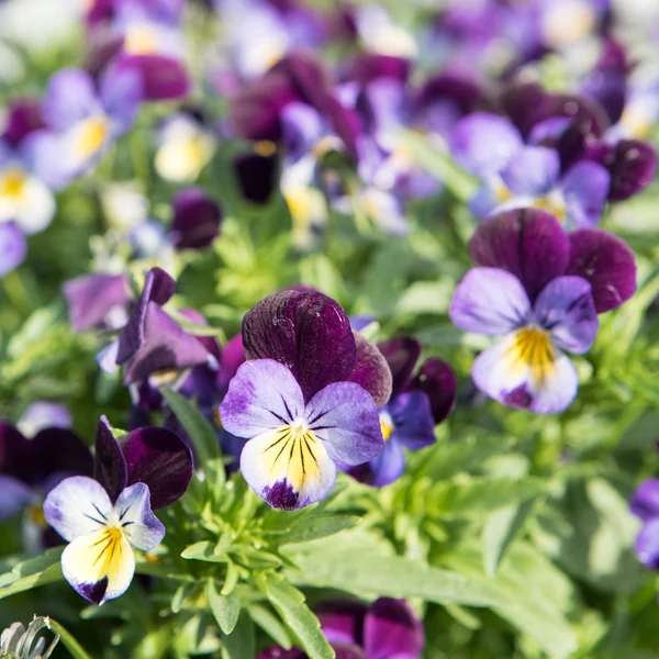 Little Veggie Patch Co - VIOLA "JOHNNY JUMP UP" HEIRLOOM SEEDS