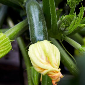 Little Veggie Patch Co - ZUCCHINI 'BLACK BEAUTY' HEIRLOOM SEEDS