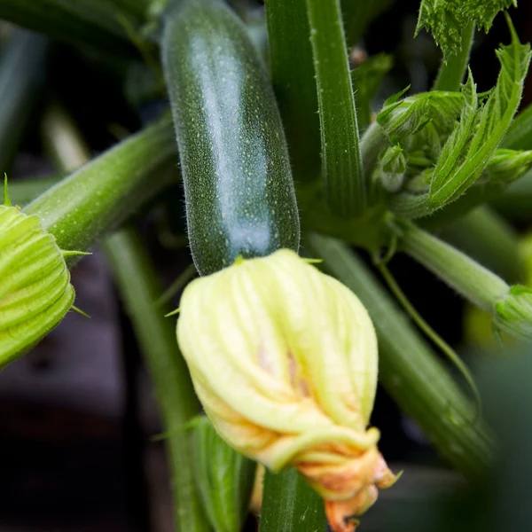 Little Veggie Patch Co - ZUCCHINI 'BLACK BEAUTY' HEIRLOOM SEEDS