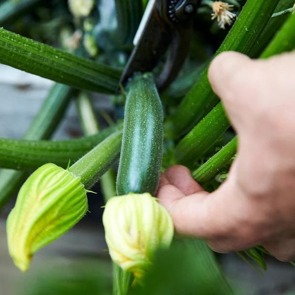 Little Veggie Patch Co - ZUCCHINI 'BLACK BEAUTY' HEIRLOOM SEEDS