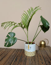PookipoigaThe "Double Delight" Tropical Duo - Monstera & Parlour Palm in a Face Pot - only for local Melbourne delivery at the checkout. same day gift delivery melbourne
