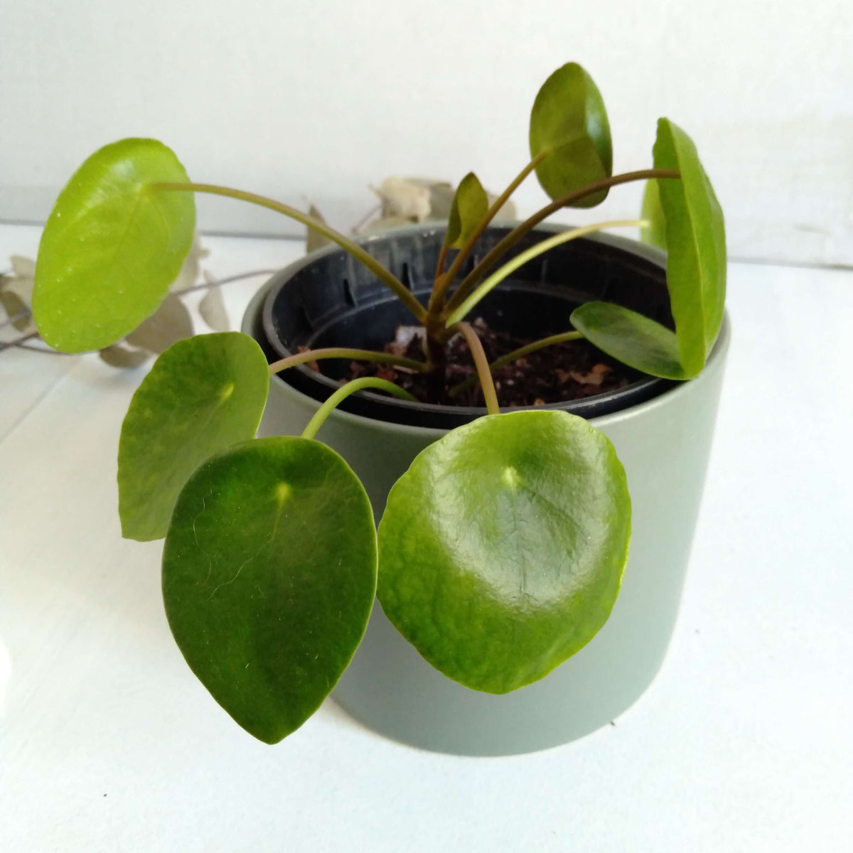 Pilea peperomoid 95mm with Grey Pot - same day delivery - melbourne