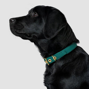 Animals In Charge Forest Green Recycled Canvas Dog Collar