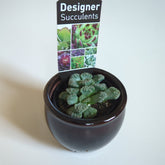 Dans PlantsAssorted succulents 60mm #same day gift delivery melbourne#