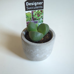 Assorted succulents 60mm