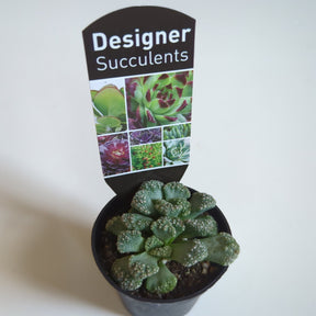 Assorted succulents 60mm