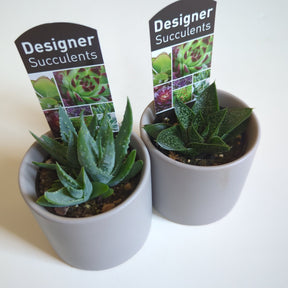 Assorted succulents 60mm