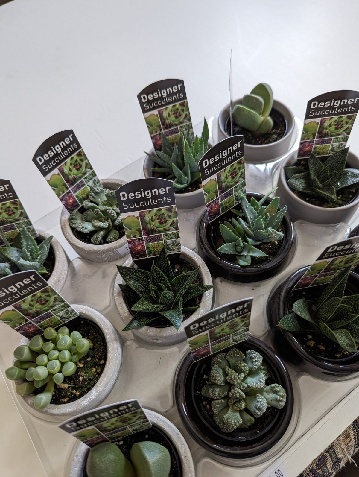 Dans PlantsAssorted succulents 60mm #same day gift delivery melbourne#