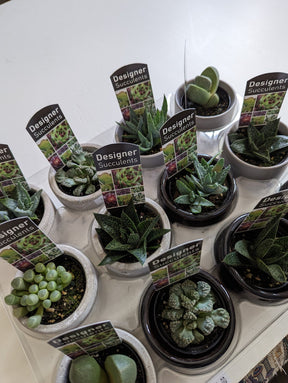 Assorted succulents 60mm