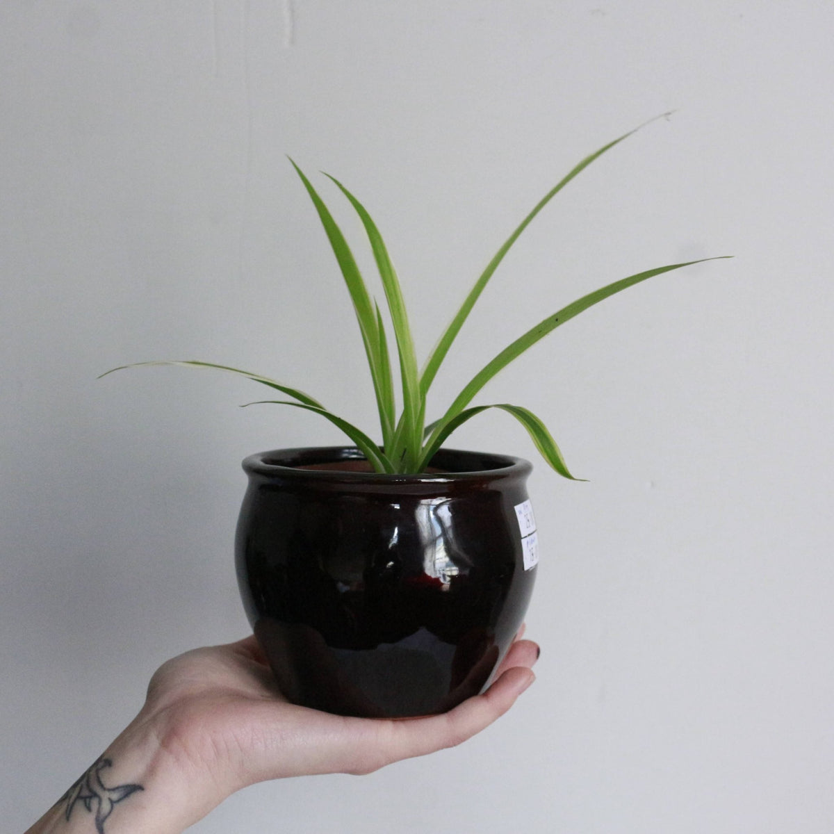 Dans PlantsChlorophytum vittatum 95mm in black earthware pot #same day gift delivery melbourne#