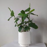 Ctenanthe Golden Mosaic 170mm in White Speckled Pot with Drip Tray