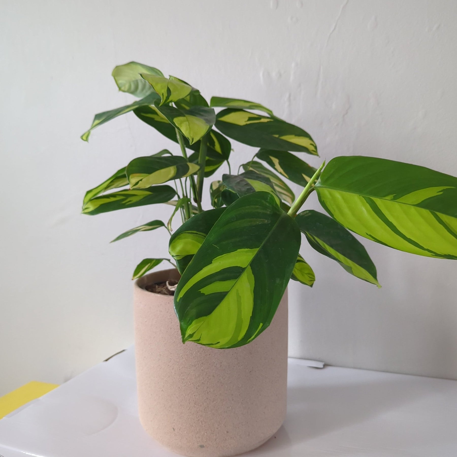 is ctenanthe a prayer plant Ctenanthe Golden Mosaic 170mm – Indoor Prayer Plant