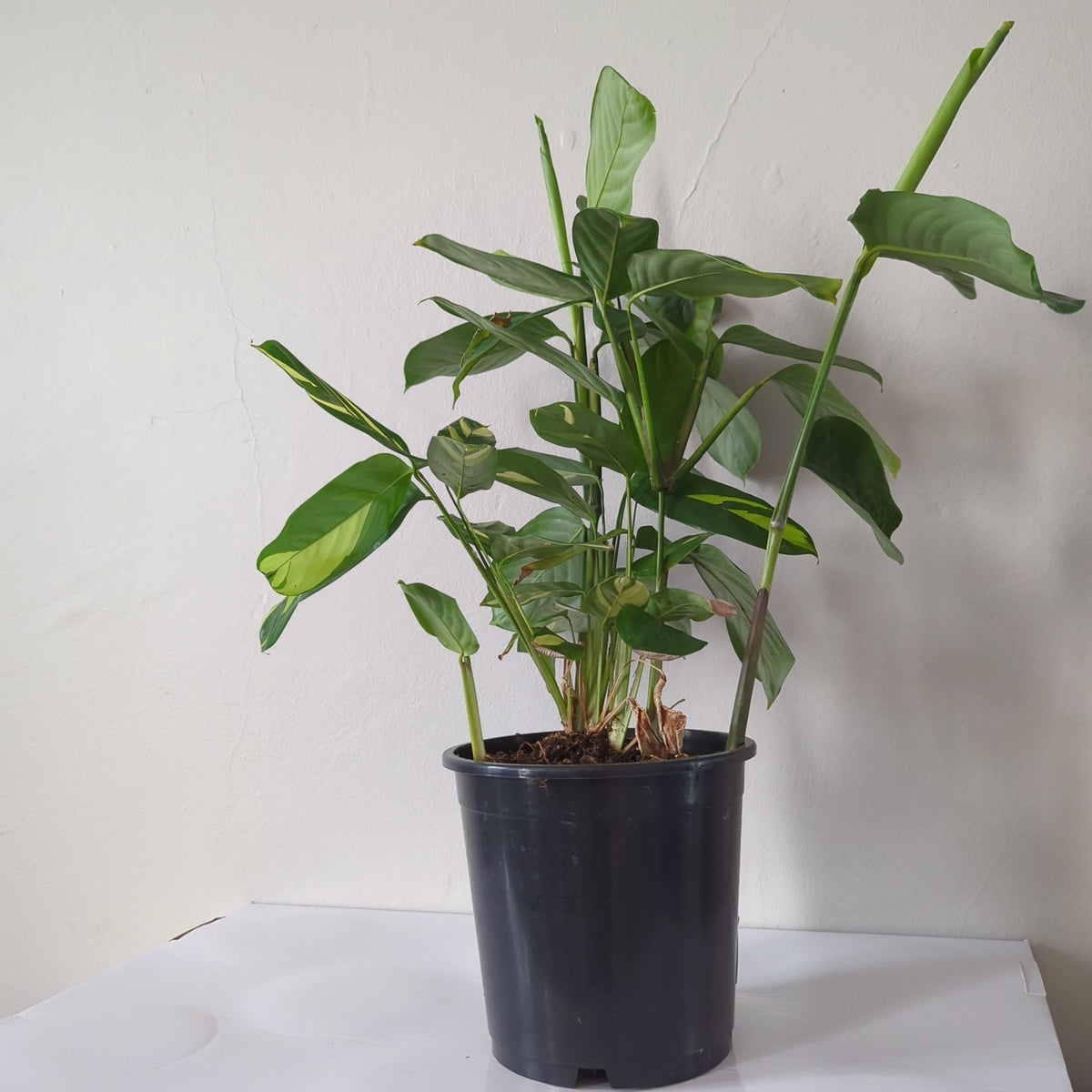 Ctenanthe Golden Mosaic 170mm in No Fancy Pot